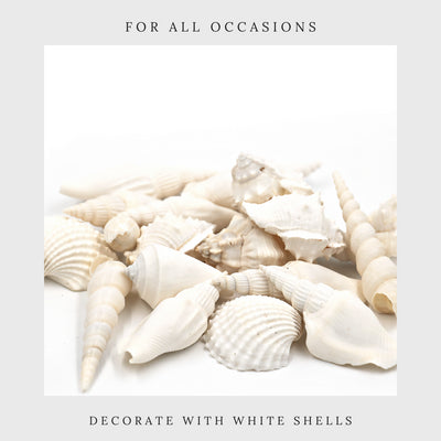 mixed white seashells for all occasions